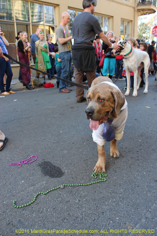 2016-Mystic-Krewe-of-Barkus-hc005496