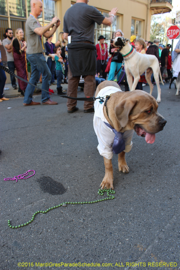 2016-Mystic-Krewe-of-Barkus-hc005497