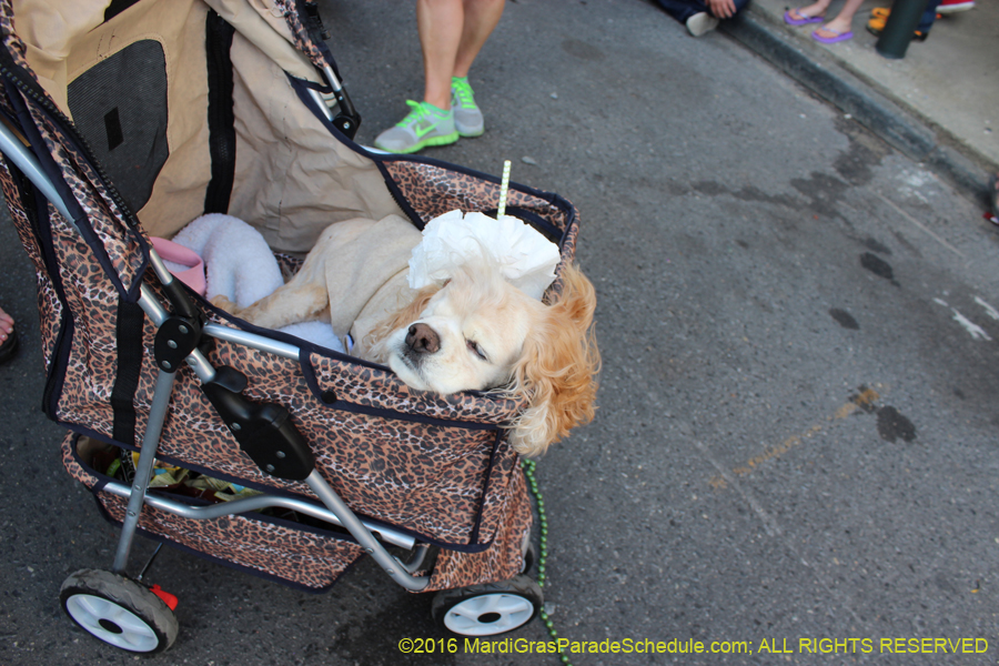 2016-Mystic-Krewe-of-Barkus-hc005499