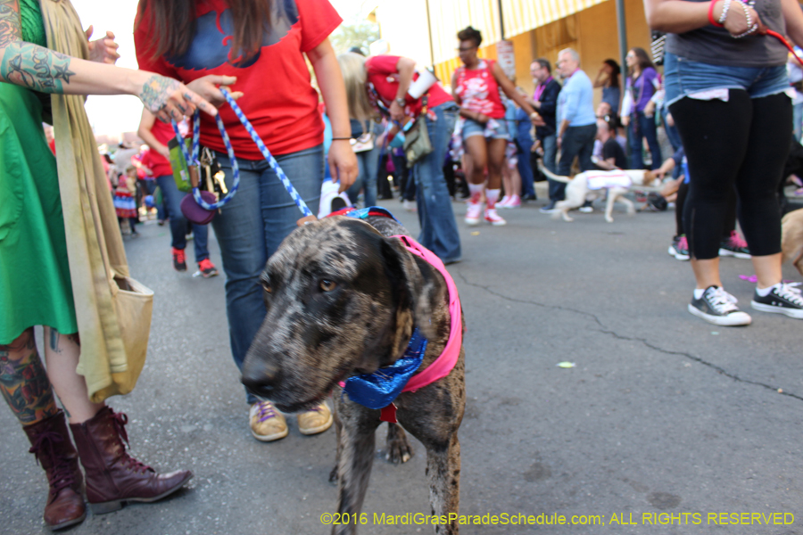 2016-Mystic-Krewe-of-Barkus-hc005504