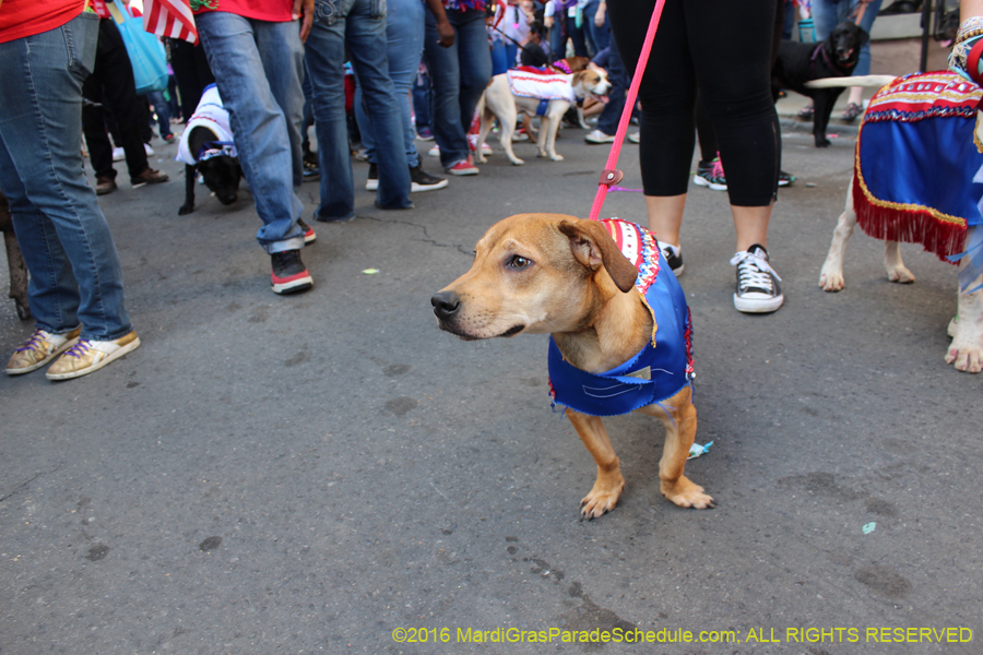 2016-Mystic-Krewe-of-Barkus-hc005506