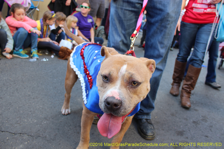 2016-Mystic-Krewe-of-Barkus-hc005507