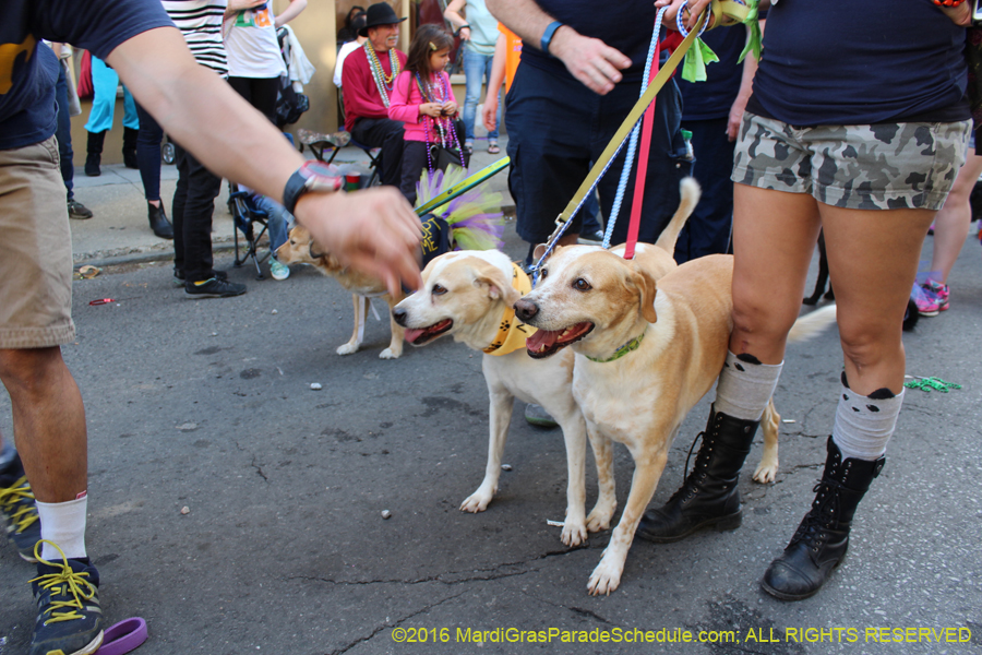 2016-Mystic-Krewe-of-Barkus-hc005514