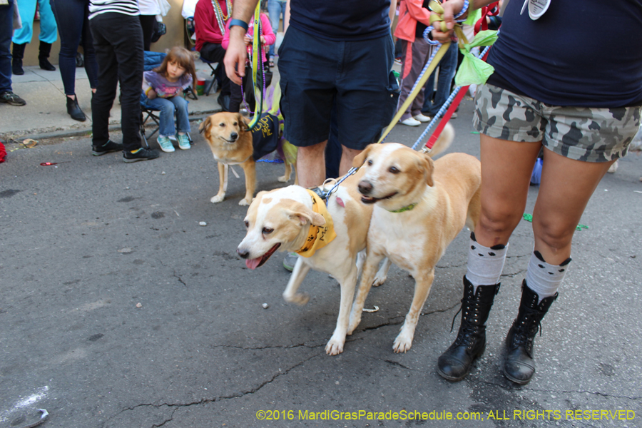 2016-Mystic-Krewe-of-Barkus-hc005515