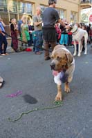 2016-Mystic-Krewe-of-Barkus-hc005496