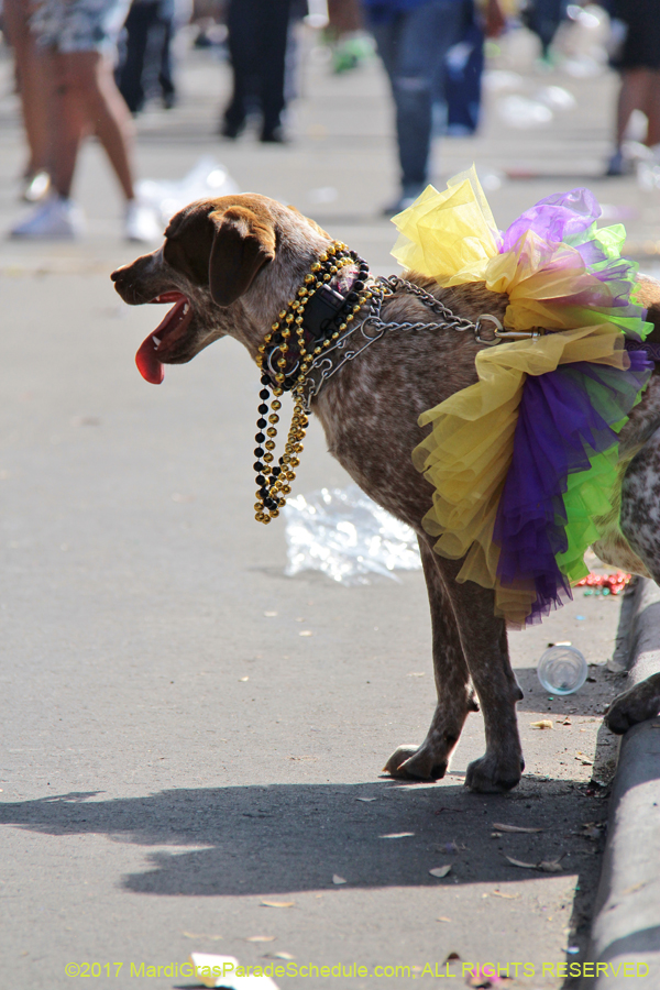 Krewe-of-Carrollton-2017-04233