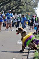 Krewe-of-Carrollton-2017-04234