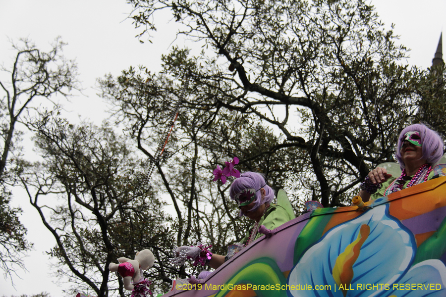 Krewe-of-Iris-2019-006759