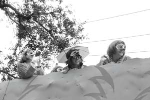 Krewe-of-Iris-00226-2022