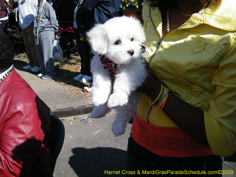 Zulu-Social-Aid-and-Pleasure-Club-2009-Centennial-Parade-mardi-Gras-New-Orleans-Photos-by-Harriet-Cross-0565