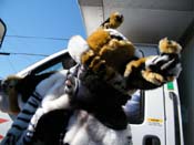 Zulu-Social-Aid-and-Pleasure-Club-2009-Centennial-Parade-mardi-Gras-New-Orleans-Photos-by-Harriet-Cross-0351